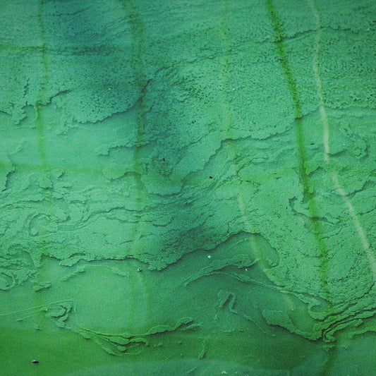 Spirulina Plus