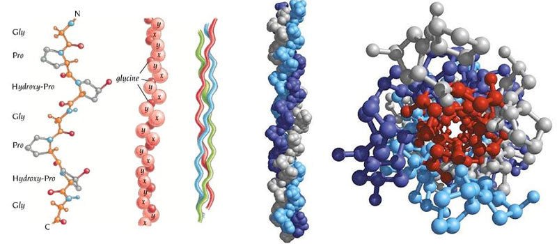El Colágeno, Proteína Esencial De Nuestro Cuerpo. - Fortoul Online