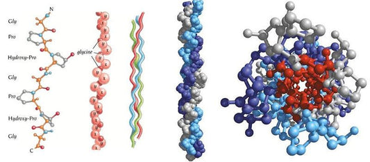 El Colágeno, Proteína Esencial De Nuestro Cuerpo. - Fortoul Online
