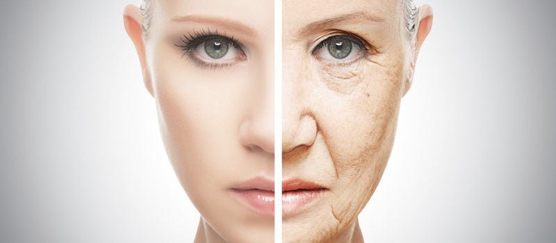 El Colágeno Y La Elastina, Proteínas De La Piel - Fortoul Online