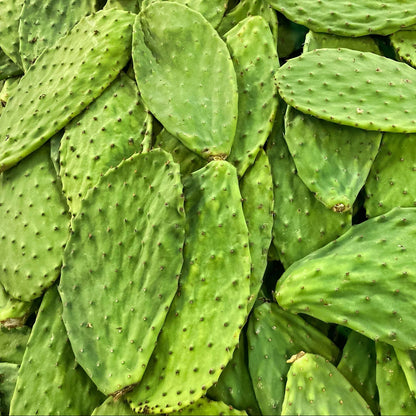 Nopal Plus - Fortoul ADN