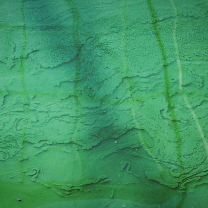 Spirulina Plus - Fortoul ADN